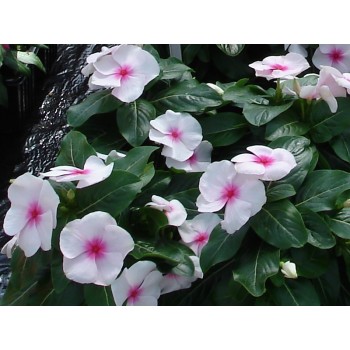 Vinca